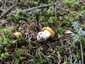Sárga rókagomba (Cantharellus cibarius), Retyezát